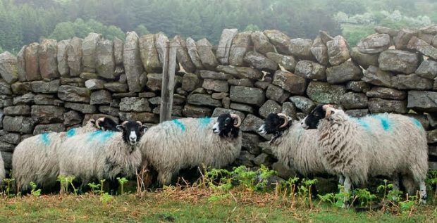 Sheep in front a stone wall 